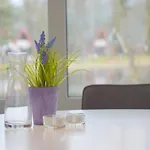 Alluring In Limburg Near Forest *