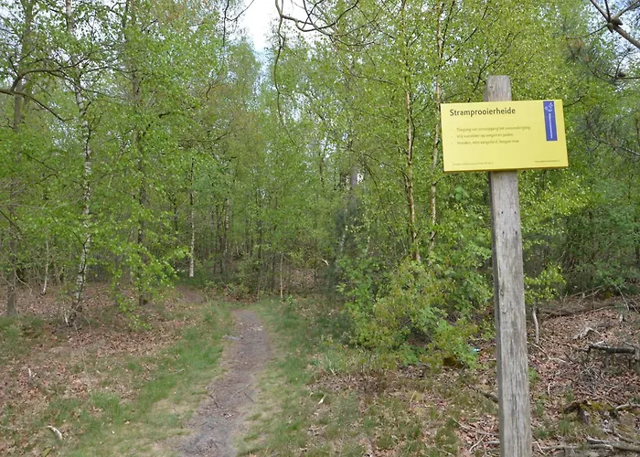 Alluring In Limburg Near Forest *